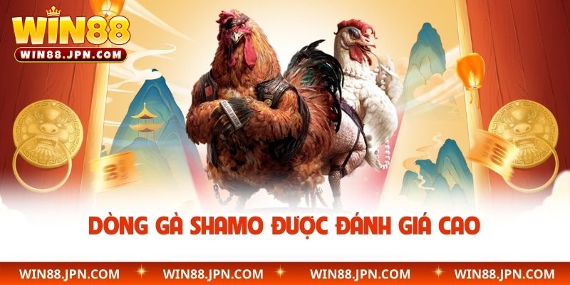 Dòng gà Shamo được đánh giá cao 